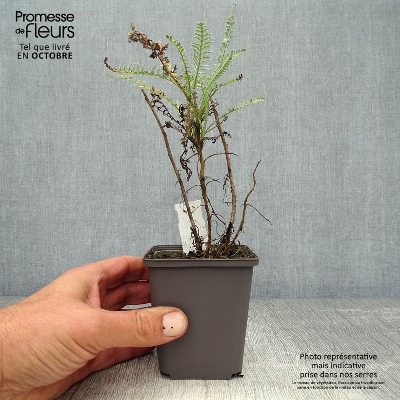 Achillea taygetea 8/9 cm pot sample as delivered in autumn