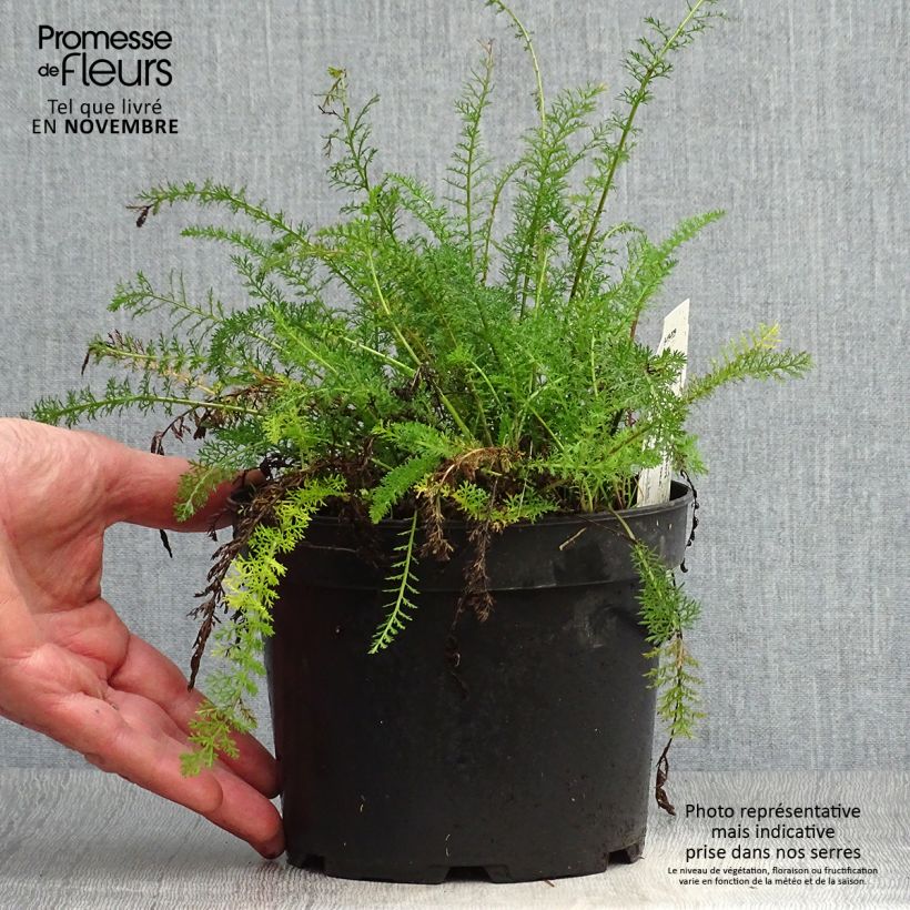 Achillea tomentosa 2L/3L pot sample as delivered in autumn
