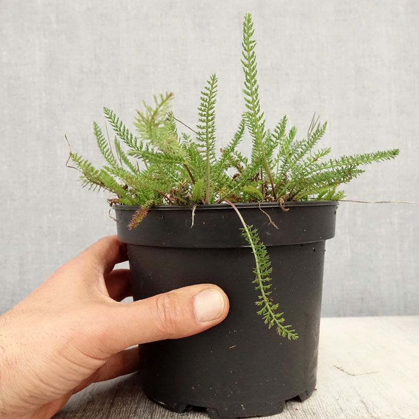 Achillea tomentosa 2L/3L pot sample as delivered in spring
