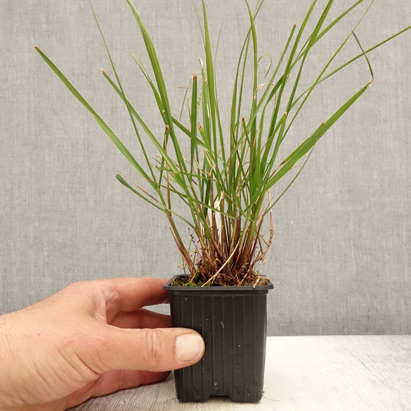 Stipa calamagrostis Allgäu - Silver Feather Grass 8/9 cm pot sample as delivered in spring
