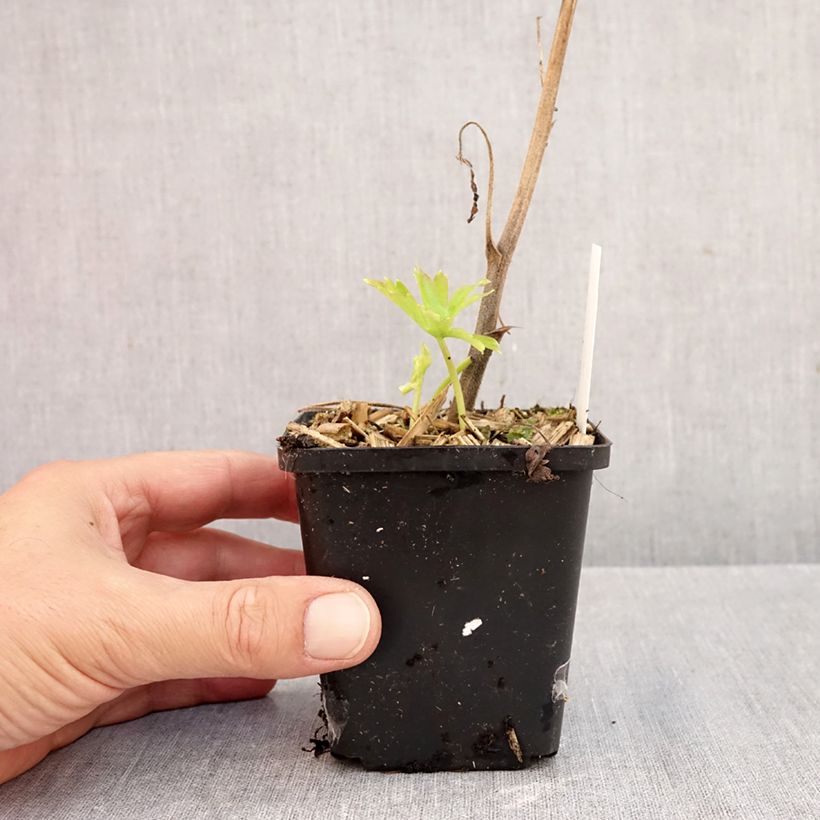 Aconitum Purple Sparrow 8/9 cm pot sample as delivered in autumn