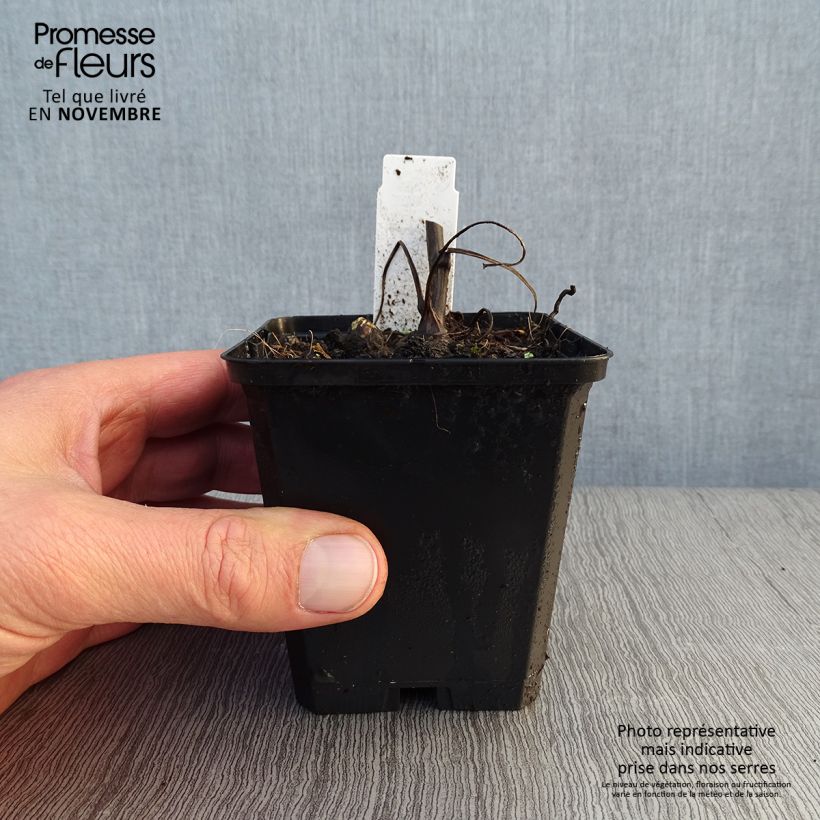 Aconitum napellus Album 8/9 cm pot sample as delivered in autumn