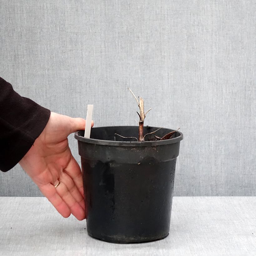 Aconitum cammarum Bicolor 2L/3L pot sample as delivered in winter