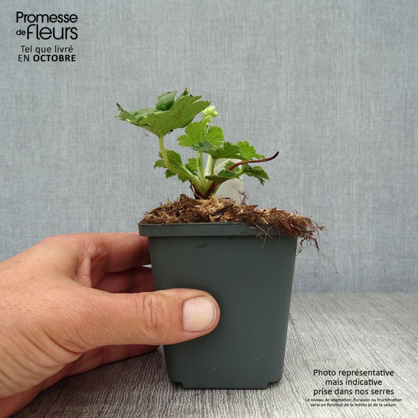 Aconitum septentrionale Ivorine 8/9 cm pot sample as delivered in autumn