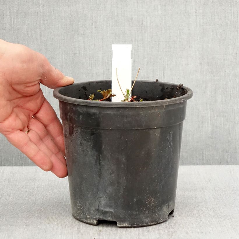 Aconitum fischeri 2L/3L pot sample as delivered in spring