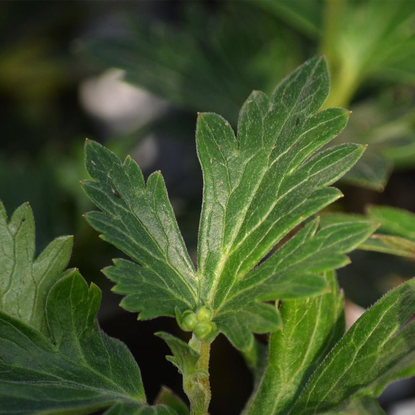 Aconitum cammarum Bicolor (Foliage)