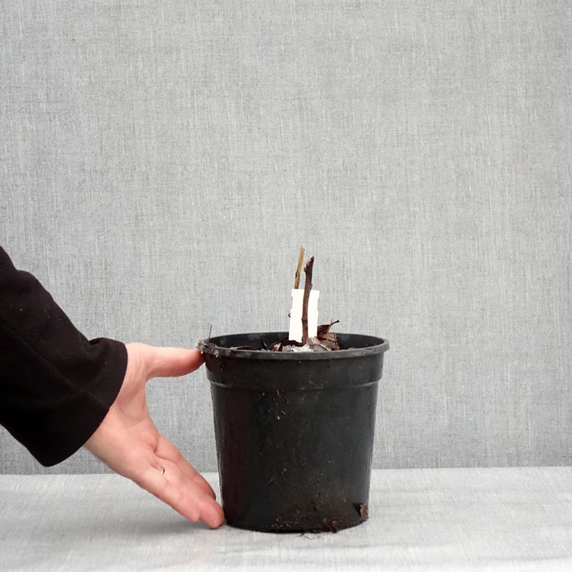 Aconitum carmichaelii Royal Flush 2L/3L pot sample as delivered in winter