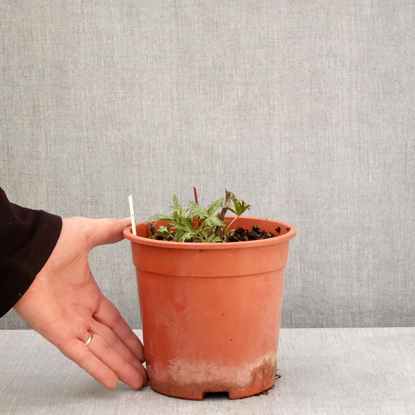 Aconitum carmichaelii Royal Flush 2L/3L pot sample as delivered in spring