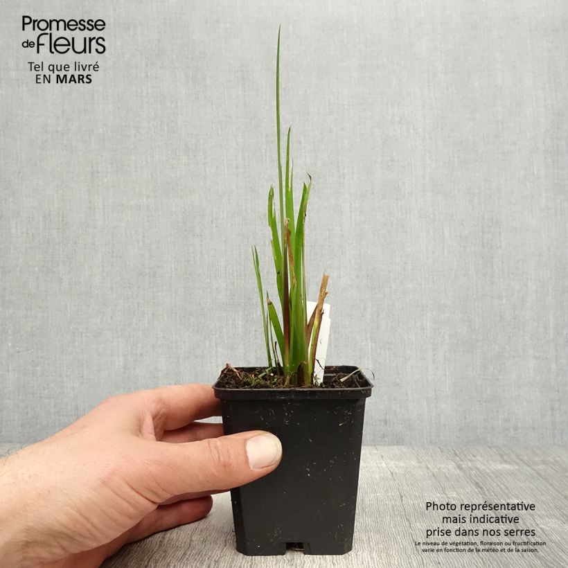 Acorus calamus 8/9 cm pot sample as delivered in spring