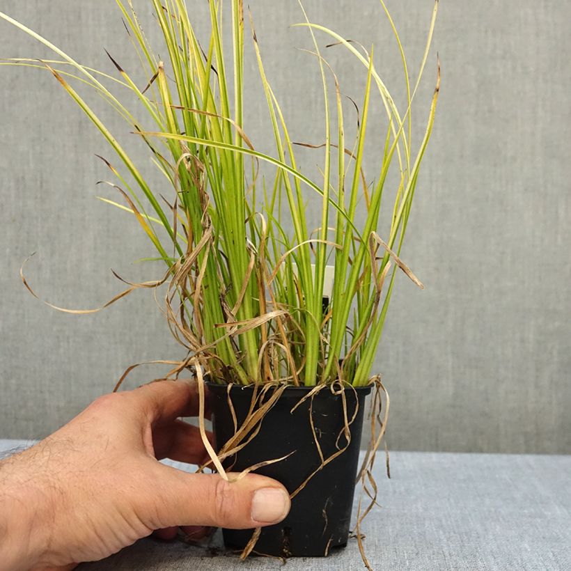 Acorus gramineus 8/9 cm pot sample as delivered in autumn