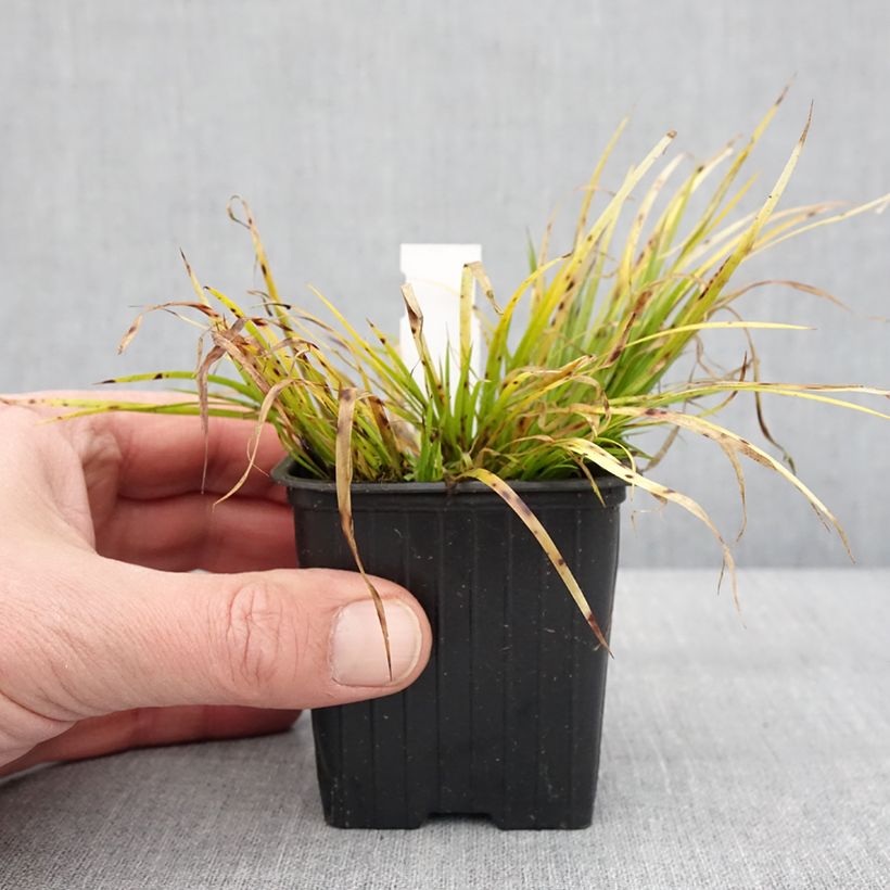 Acorus gramineus Hakuro-nishiki 8/9 cm pot sample as delivered in winter