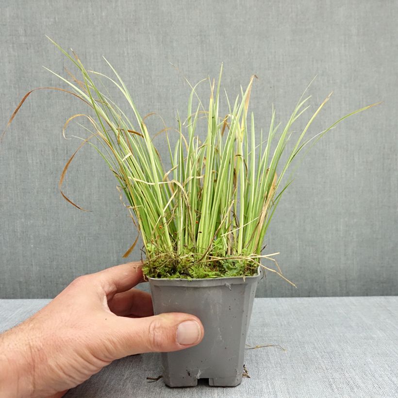 Acorus gramineus Variegatus 8/9 cm pot sample as delivered in autumn