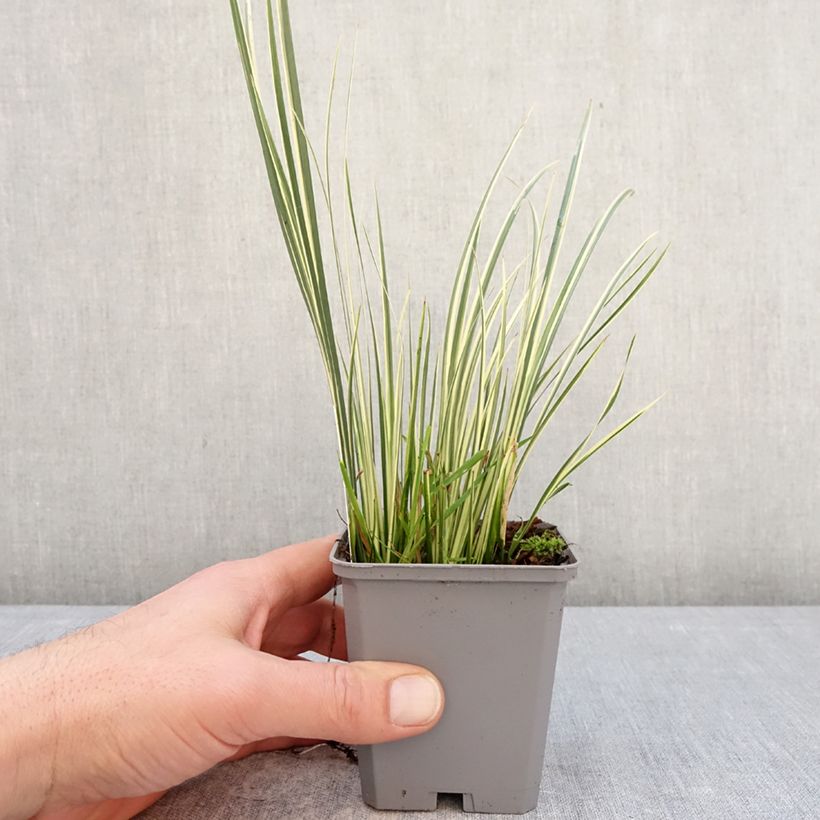 Acorus gramineus Variegatus 8/9 cm pot sample as delivered in winter