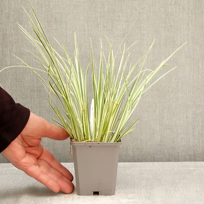 Acorus gramineus Variegatus 8/9 cm pot sample as delivered in spring