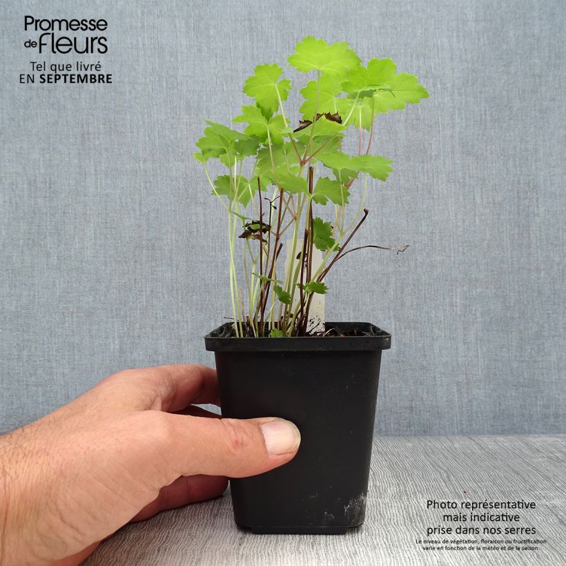 Cimicifuga japonica Cheju-Do 8/9 cm pot sample as delivered in autumn
