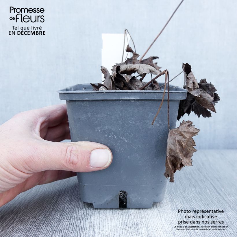 Cimicifuga japonica Cheju-Do 1L/1.5L pot sample as delivered in autumn