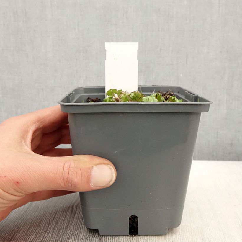 Cimicifuga japonica Cheju-Do 1L/1.5L pot sample as delivered in spring