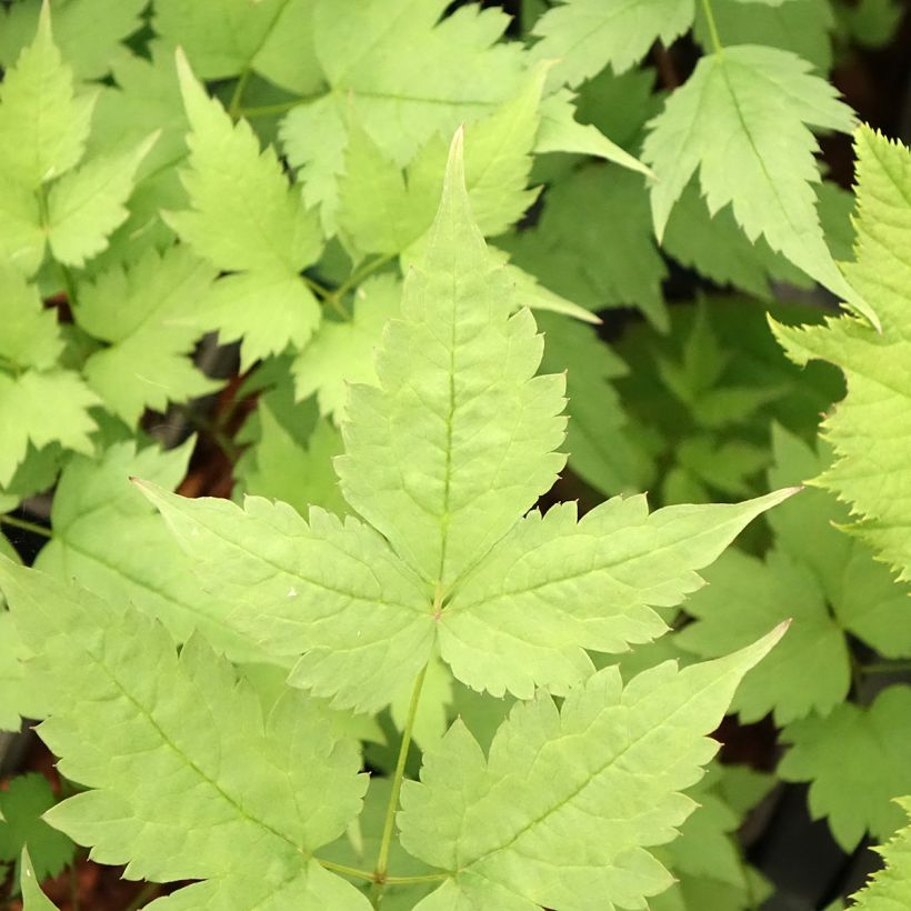 Actaea pachypoda Misty Blue (Foliage)