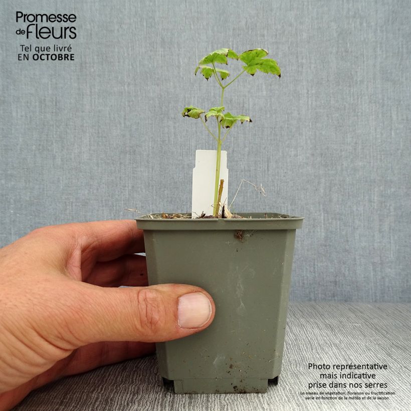 Actaea pachypoda Misty Blue 8/9 cm pot sample as delivered in autumn