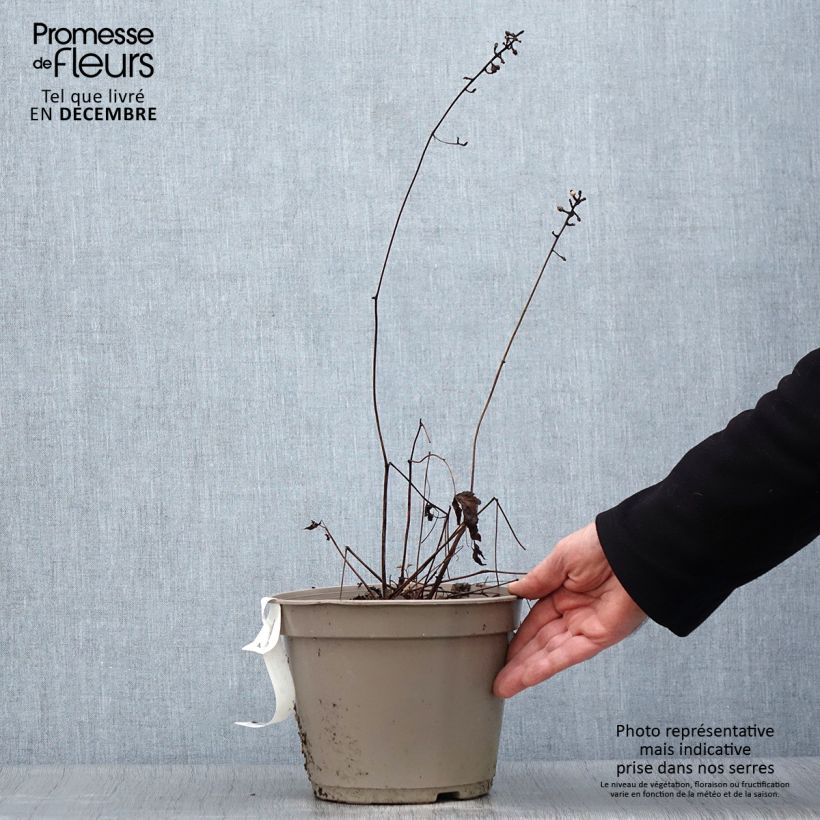 Actaea pachypoda Misty Blue 3L/4L pot sample as delivered in winter