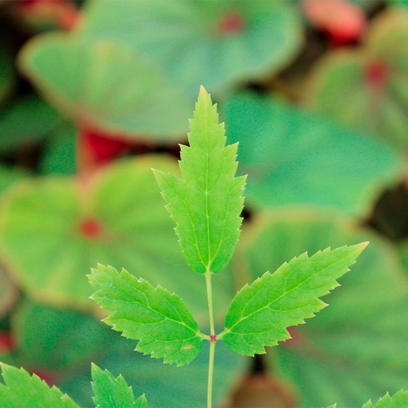 Actaea rubra (Foliage)
