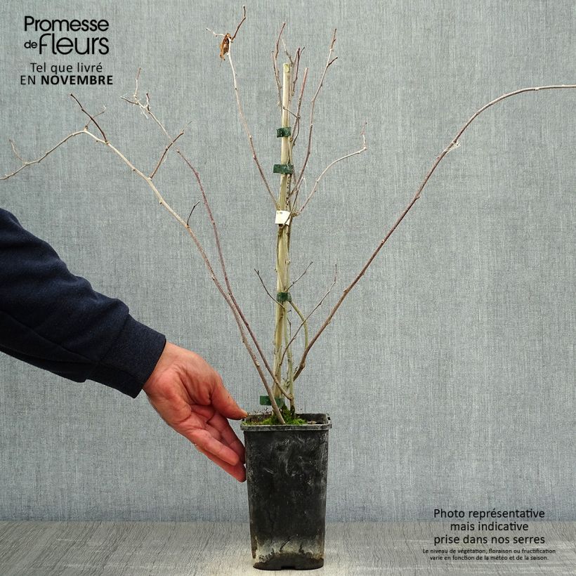 Actinidia kolomikta Adam 1.5L/2L pot sample as delivered in autumn