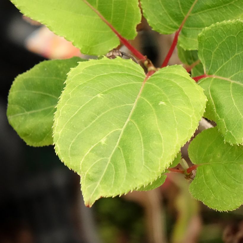 Actinidia kolomikta Red Beauty (Foliage)