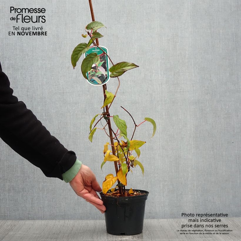 Actinidia pilosula  2L/3L pot sample as delivered in autumn