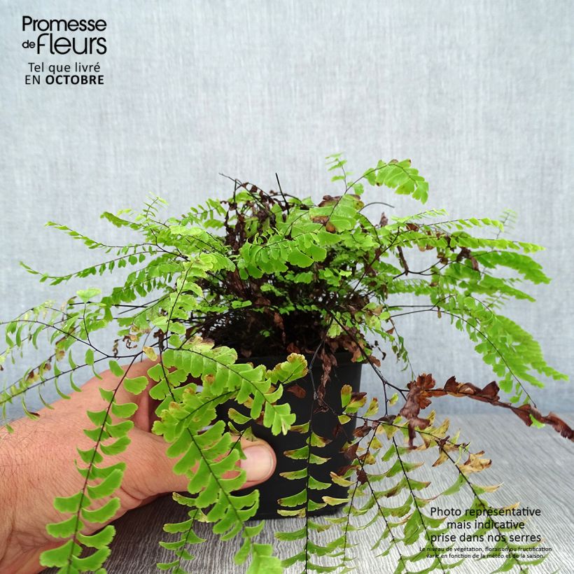Adiantum aleuticum Imbricatum 8/9 cm pot sample as delivered in autumn
