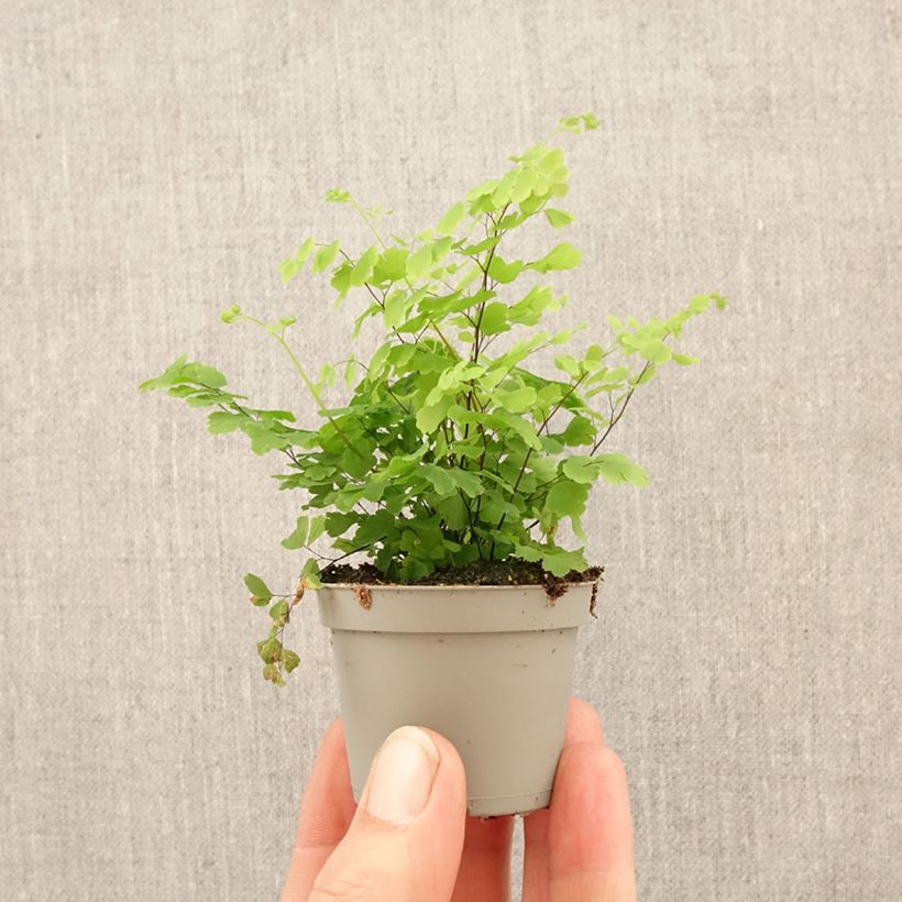 Adiantum raddianum 'Fritz Lüthi' - Capillaire radiée Fritz Lüthi, Capillaire radiée Fritz-Luth mini plant sample as delivered in spring