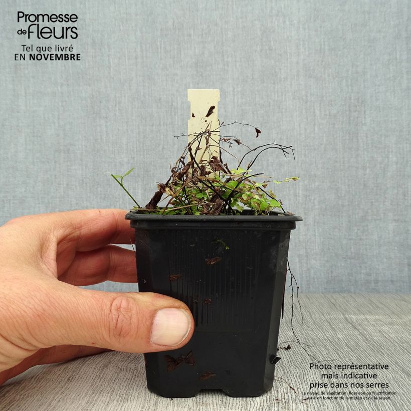 Adiantum pedatum 8/9 cm pot sample as delivered in autumn