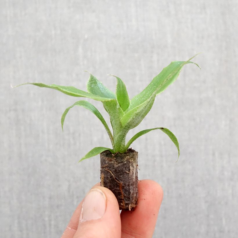 Aechmea tayoensis Mini-plante sample as delivered in spring