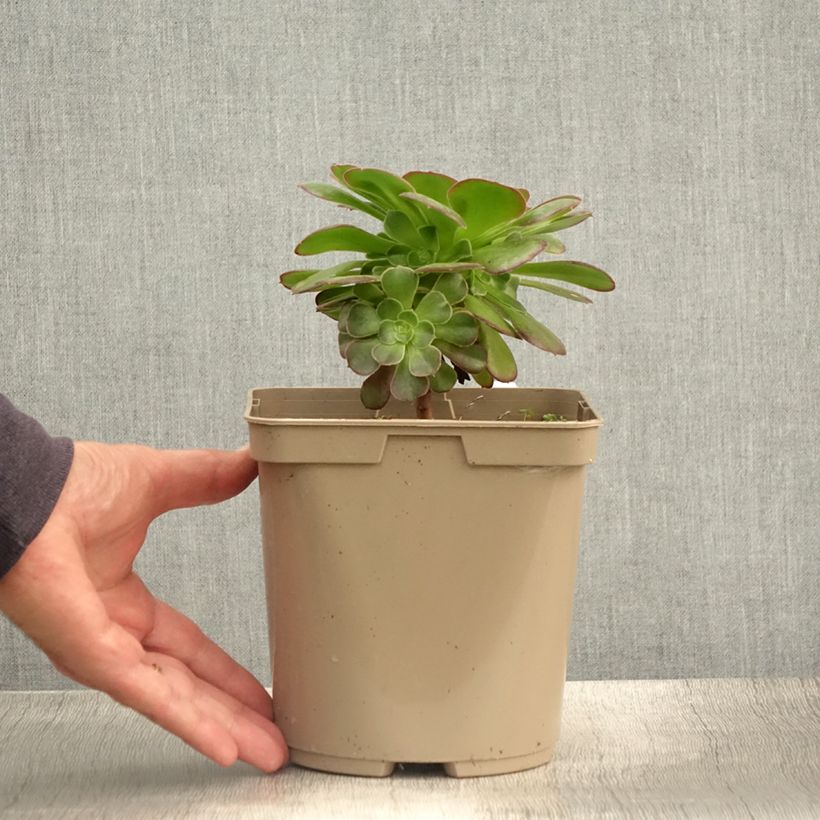 Aeonium arboreum Garnet 3L/4L pot sample as delivered in summer