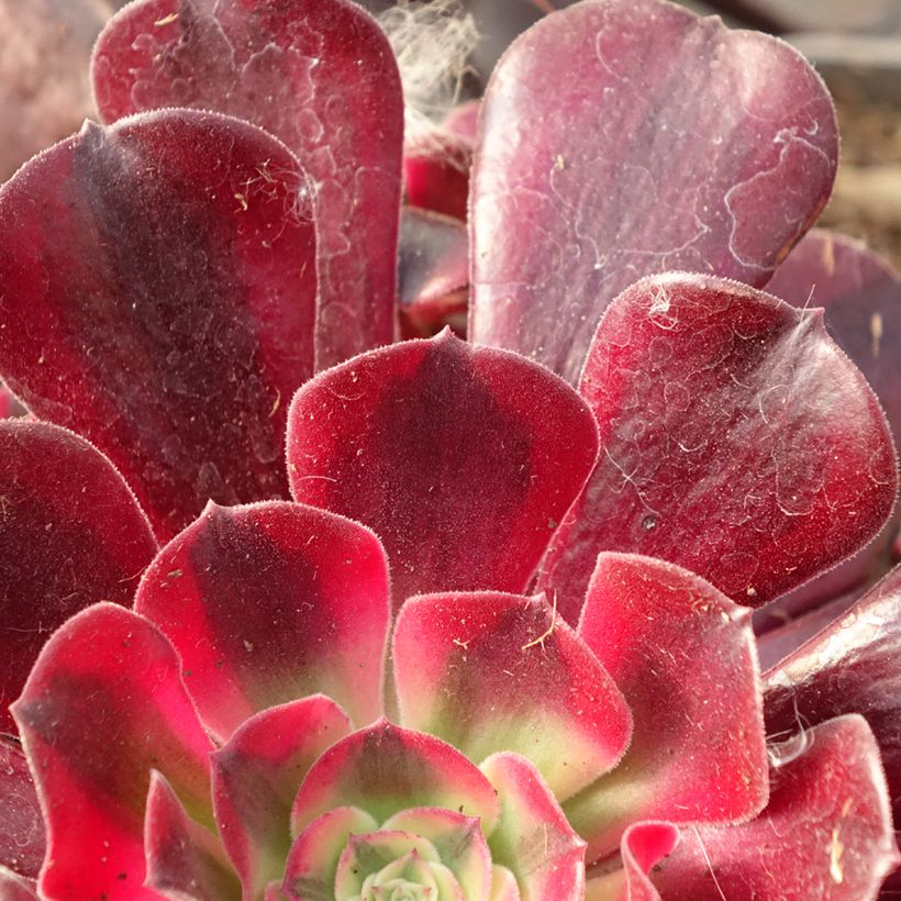 Aeonium arboreum Medusa - Tree Houseleek (Foliage)