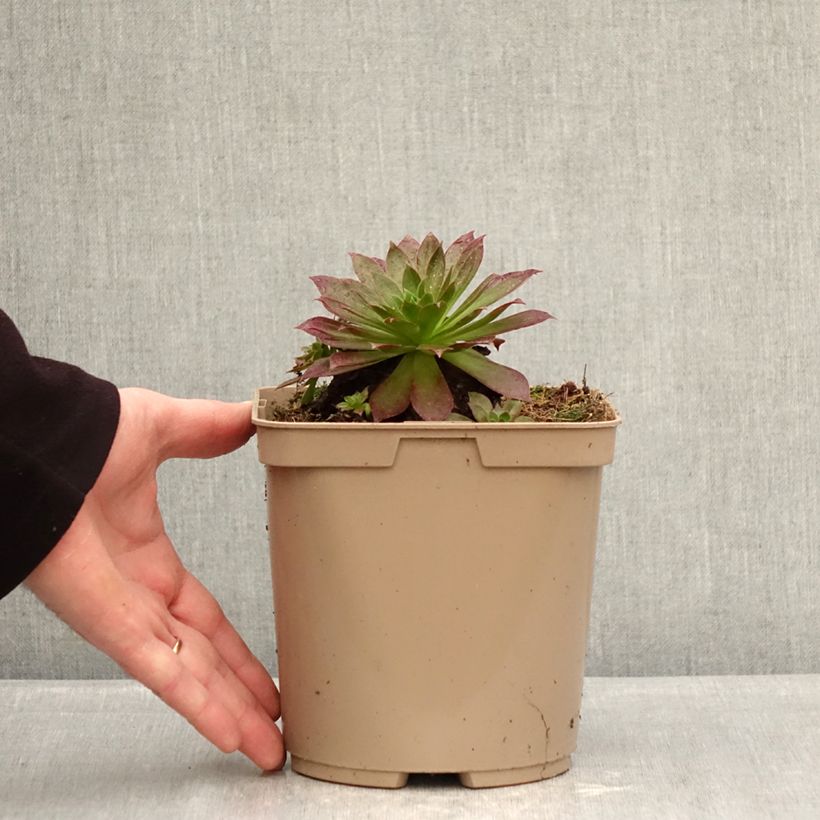 Aeonium arboreum Phoenix Flame - Tree Aeonium 3L/4L pot sample as delivered in winter