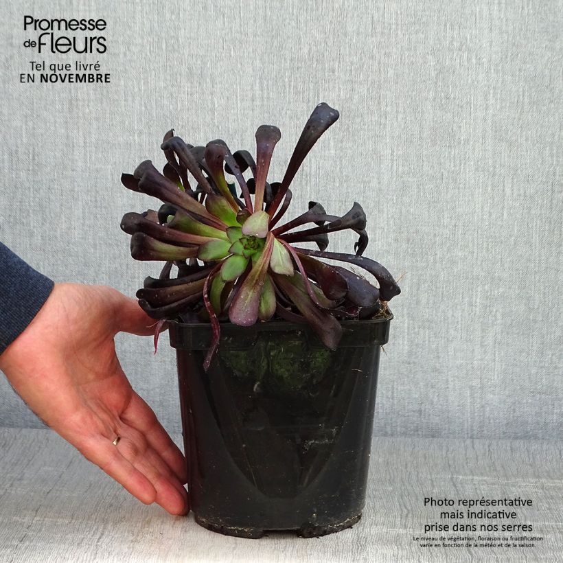 Aeonium arboreum var. atropurpureum Schwarzkopf 3L/4L pot sample as delivered in autumn