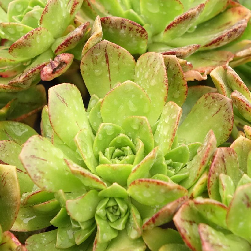 Aeonium Bronze Medal  (Foliage)