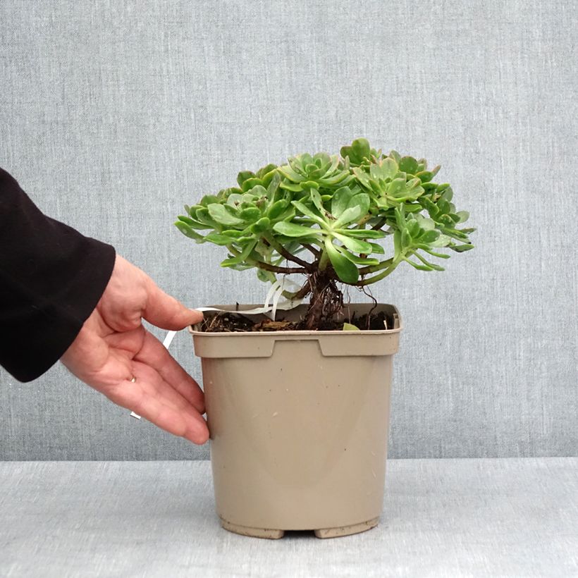 Aeonium Bronze Medal  3L/4L pot sample as delivered in spring