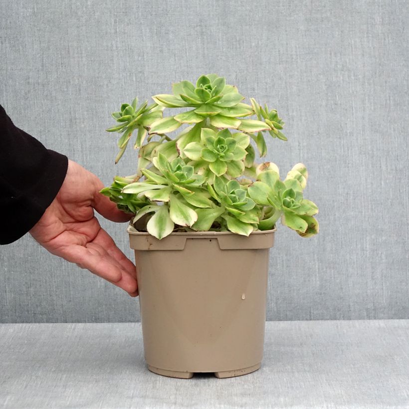 Aeonium Floresens 3L/4L pot sample as delivered in spring