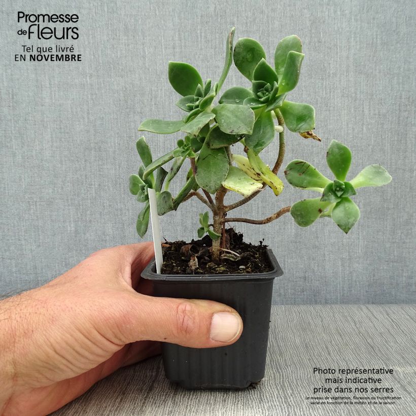 Aeonium haworthii 8/9 cm pot sample as delivered in autumn