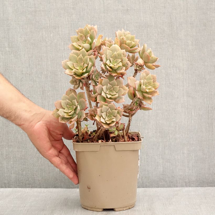 Aeonium Mary Ann Kunkel 3L/4L pot sample as delivered in summer