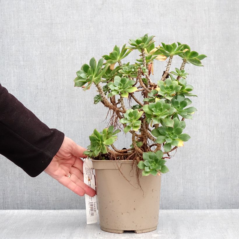 Aeonium Mary Ann Kunkel 3L/4L pot sample as delivered in winter