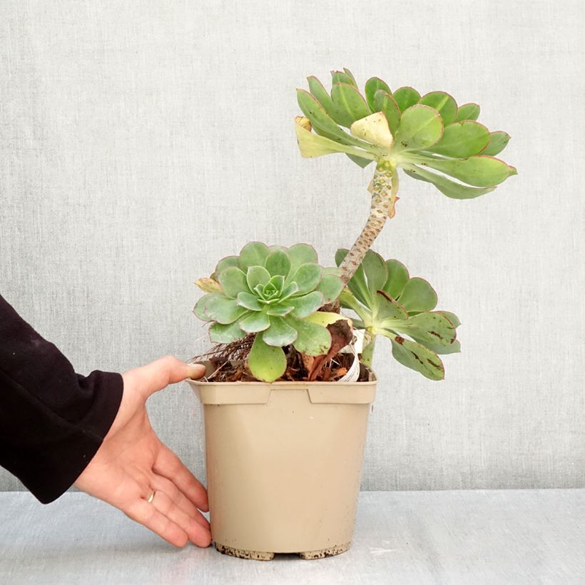 Aeonium Starburst 3L/4L pot sample as delivered in autumn