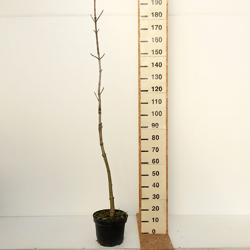 Aesculus chinensis - Chinese horse chestnut  7.5L/10L pot sample as delivered in autumn