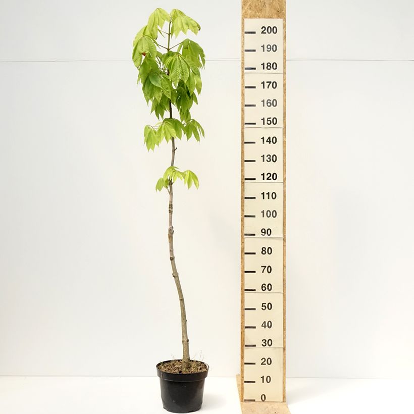 Aesculus chinensis - Chinese horse chestnut  7.5L/10L pot sample as delivered in spring
