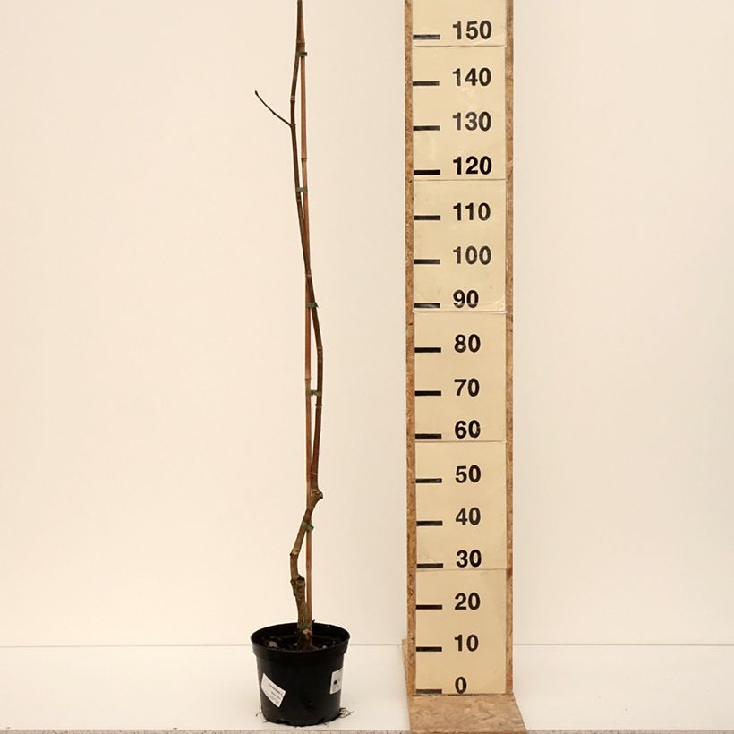 Aesculus Dallimorei - Dallimore horse-chestnut 4L/5L pot sample as delivered in winter