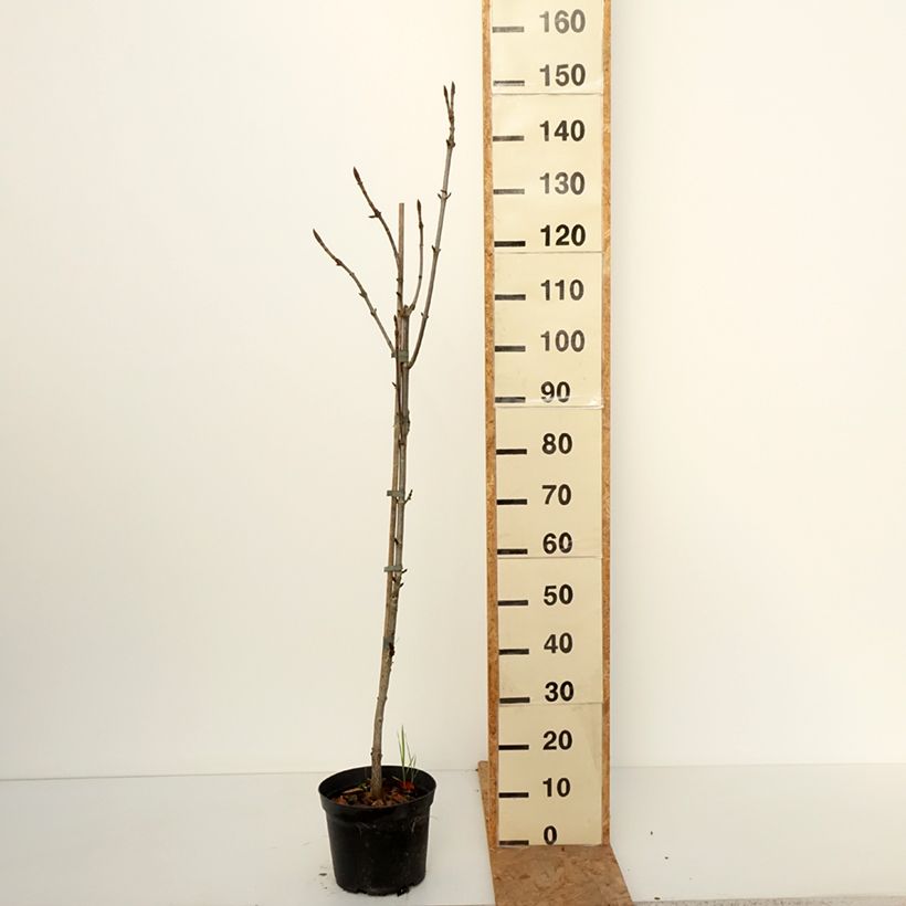 Aesculus hippocastanum Digitata - European horse Chestnut 4L/5L pot sample as delivered in autumn