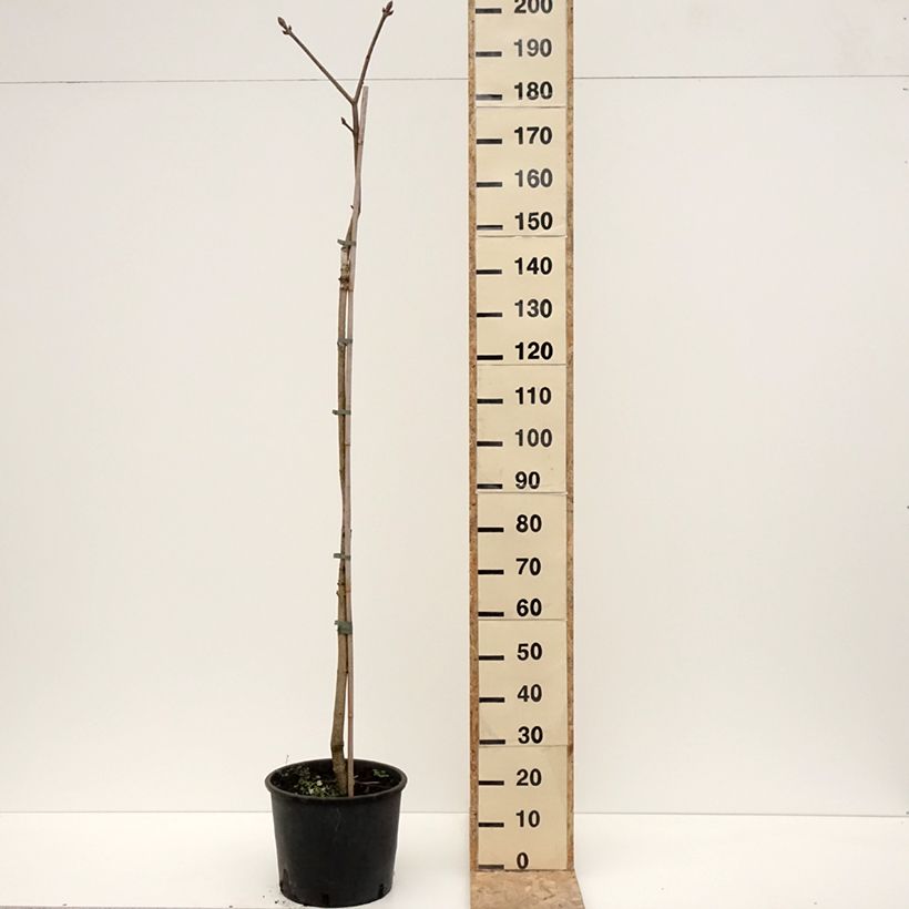 Aesculus flava - Yellow Buckeye 20L/25L pot sample as delivered in winter