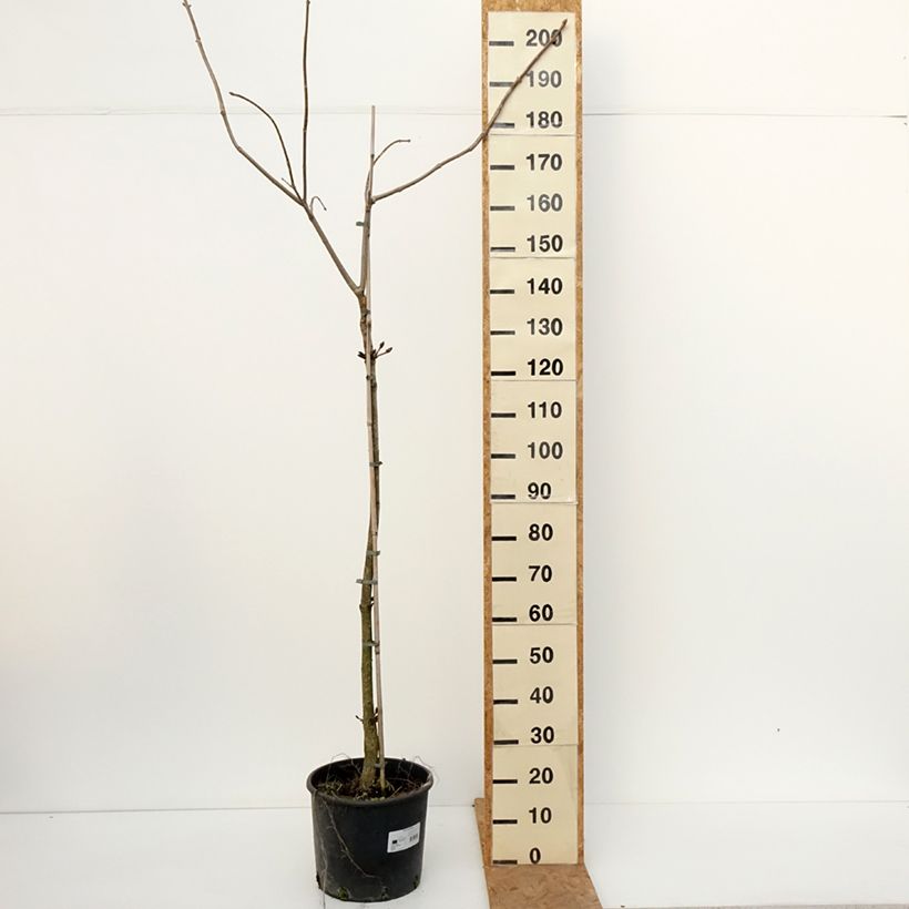 Aesculus flava - Yellow Buckeye 20L/25L pot, Standard sample as delivered in autumn