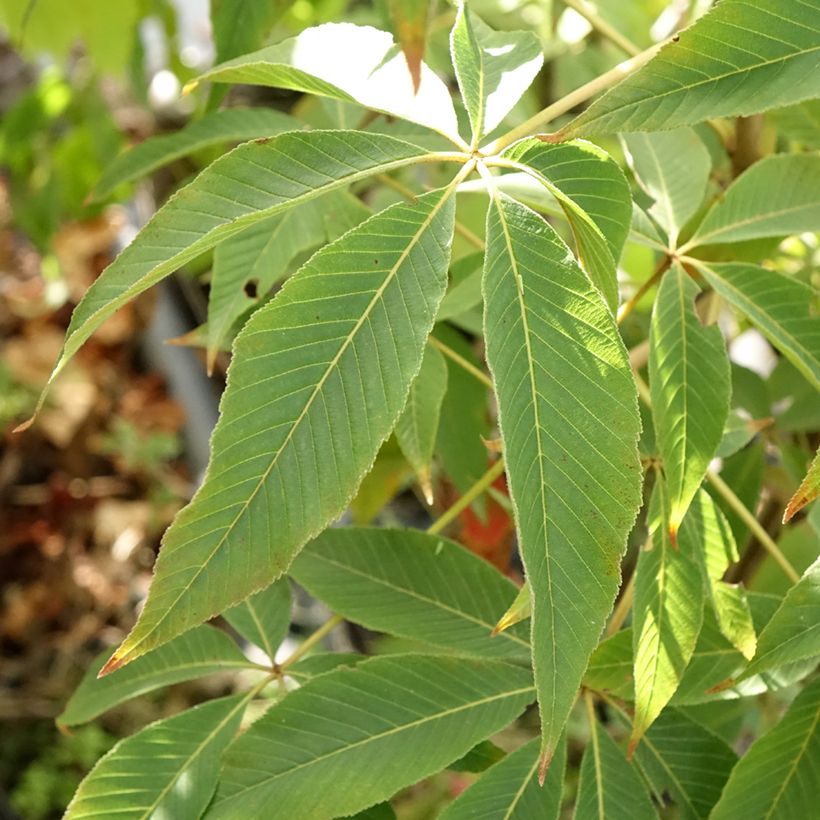 Aesculus glabra Herkenrode - Ohio buckeye (Foliage)